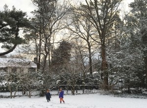 snowy yard